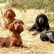 Photo de Setter irlandais rouge