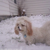 Photo de Lhassa apso