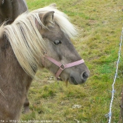 Photo de Shetland