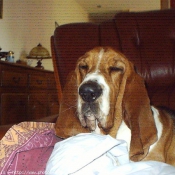 Photo de Basset hound