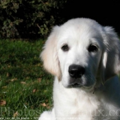 Photo de Golden retriever