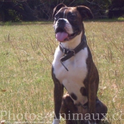 Photo de Boxer