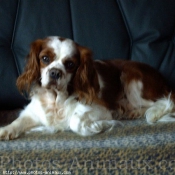 Photo de Cavalier king charles spaniel