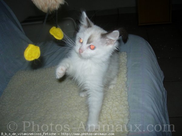 Photo de Ragdoll