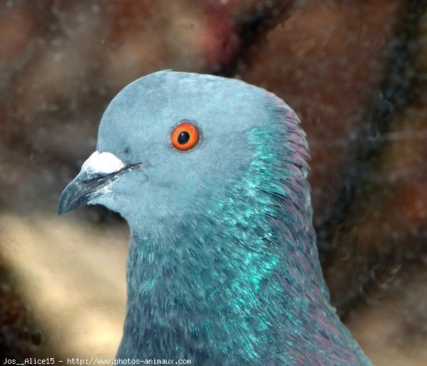 Photo de Pigeon