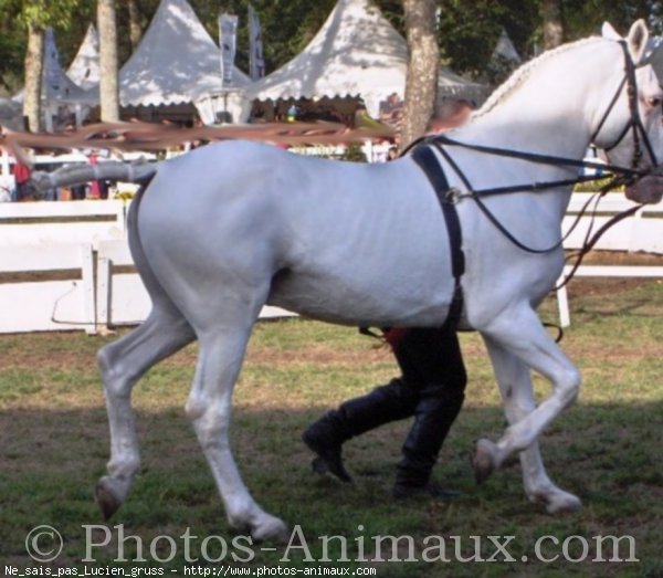 Photo de Lipizzan