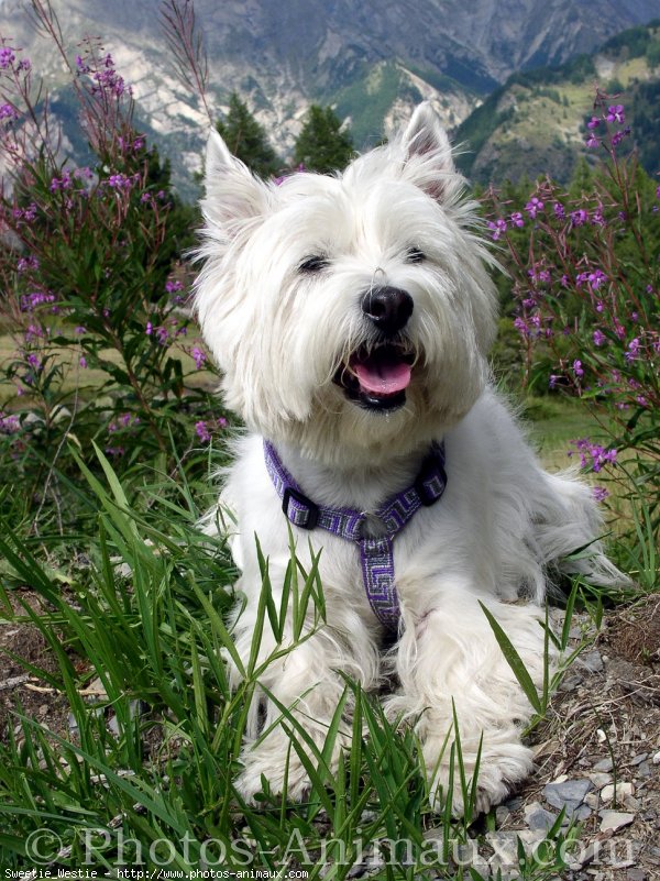 Photo de West highland white terrier