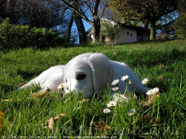 Photo de Golden retriever