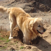 Photo de Golden retriever