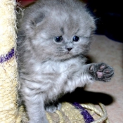 Photo de Scottish fold