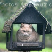 Photo de British shorthair