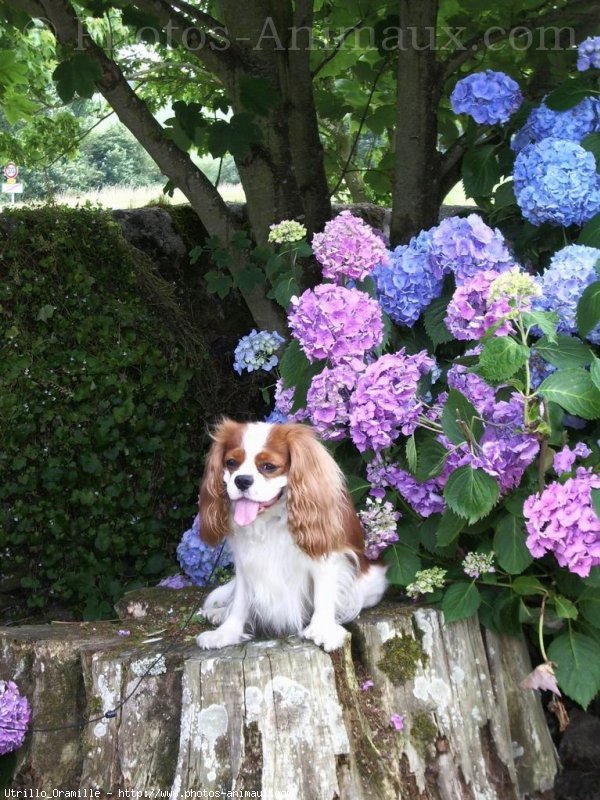 Photo de Cavalier king charles spaniel