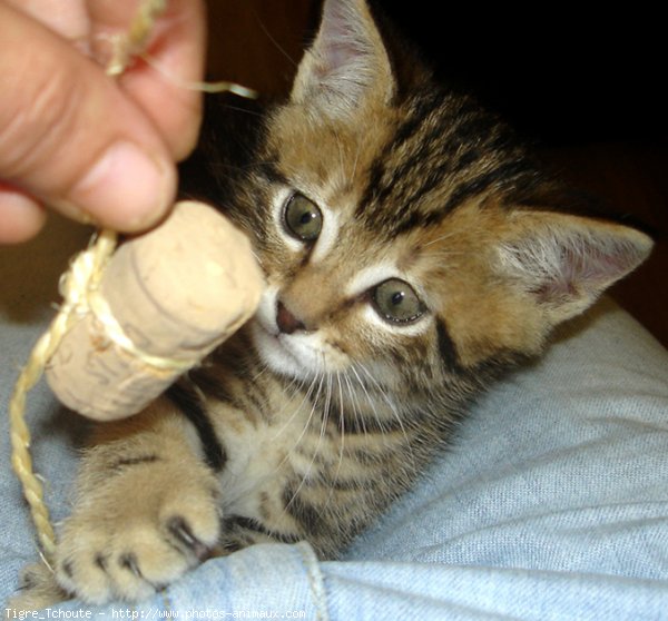 Photo de Chat domestique