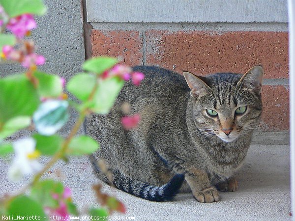 Photo d'Ocicat