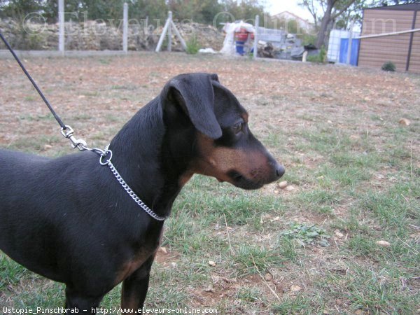 Photo de Pinscher nain