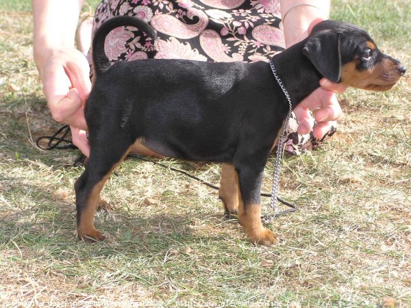 Photo de Pinscher nain