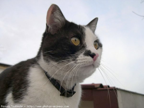 Photo de Chat domestique