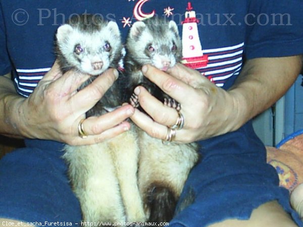 Photo de Furet