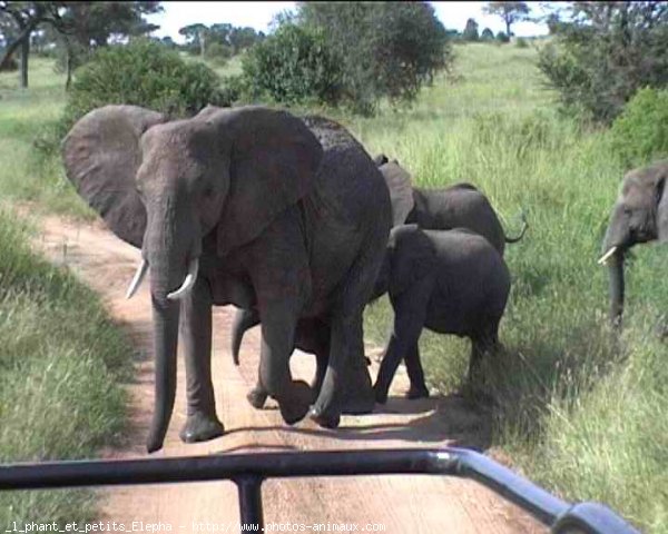 Photo d'Elphant d'afrique