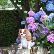 Photo de Cavalier king charles spaniel