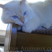 Photo de Ragdoll