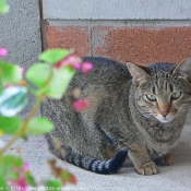 Photo d'Ocicat