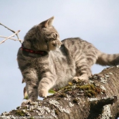 Photo de Chat domestique