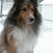 Photo de Chien de berger des shetland