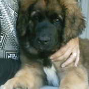 Photo de Leonberg