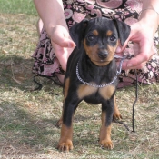 Photo de Pinscher nain