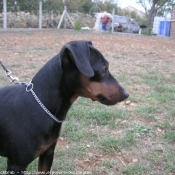 Photo de Pinscher nain