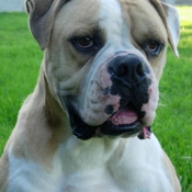 Photo de Bulldog americain