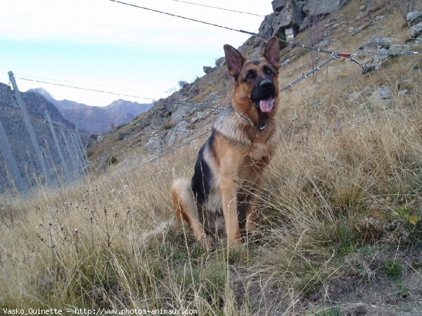 Photo de Berger allemand  poil court