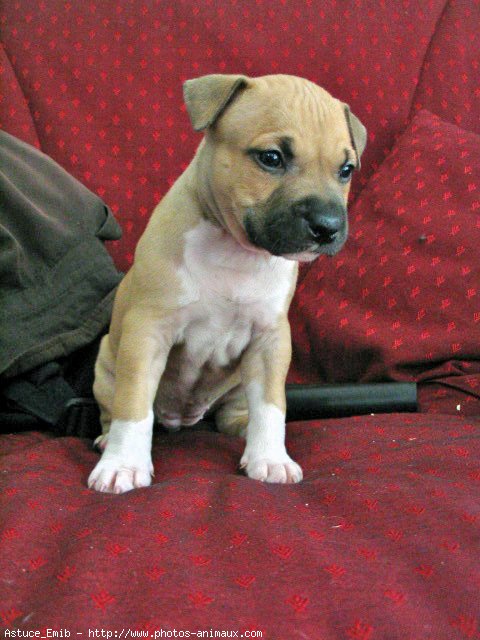 Photo d'American staffordshire terrier