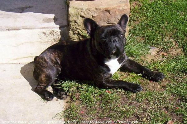 Photo de Bouledogue franais