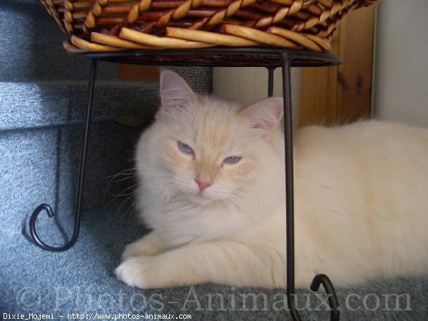 Photo de Ragdoll