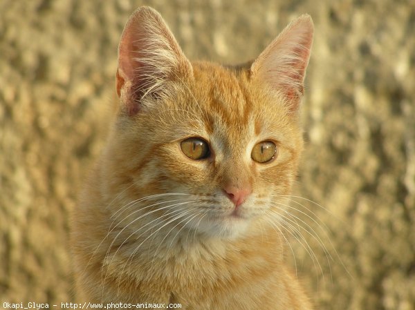 Photo de Chat domestique