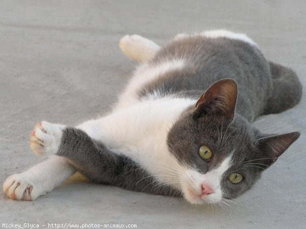 Photo de Chat domestique