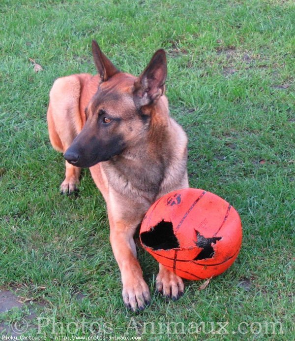 Photo de Berger belge malinois