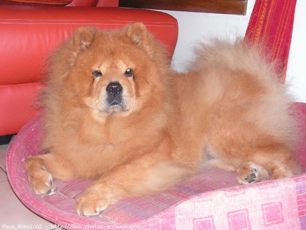 Photo de Chow chow