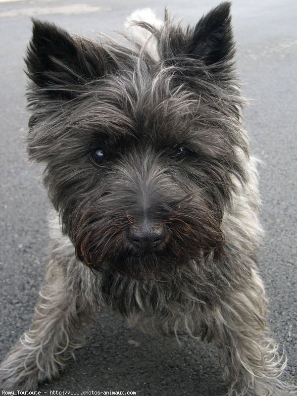 Photo de Cairn terrier