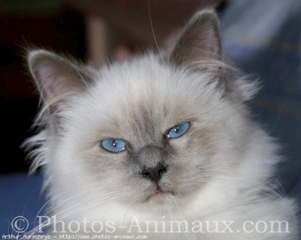 Photo de Sacr de birmanie