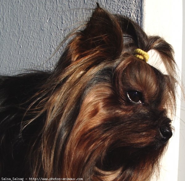 Photo de Yorkshire terrier