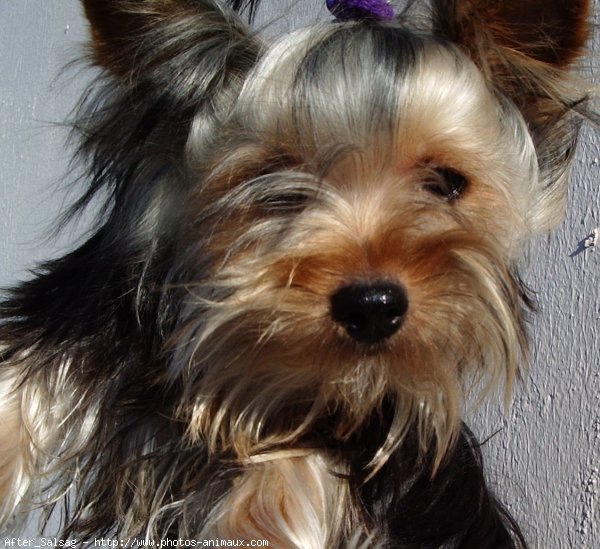 Photo de Yorkshire terrier