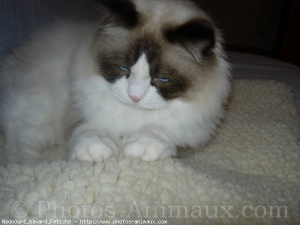 Photo de Ragdoll