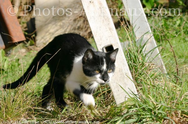 Photo de Chat domestique