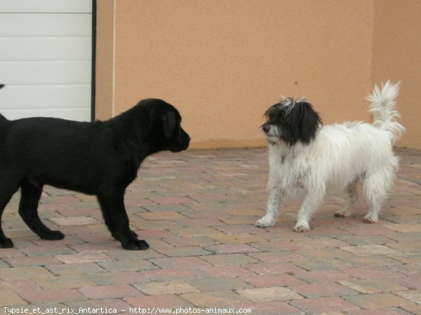 Photo de Races diffrentes