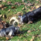 Photo de Yorkshire terrier