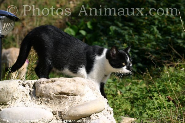 Photo de Chat domestique