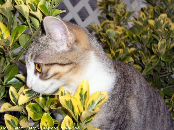 Photo de Chat domestique